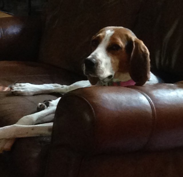 Gracie, our two year old rescued Treeing Walker Coonhound